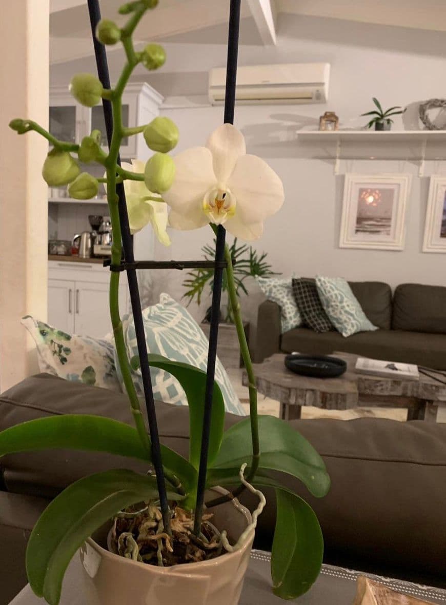 Orchid in bloom